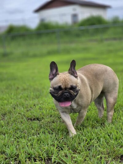 Dog Park - Prairie du Chien, WI