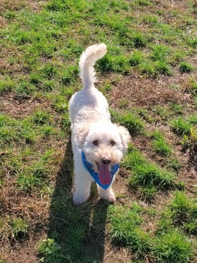 Scentral Bark Dog Park - Prairie du Sac, WI