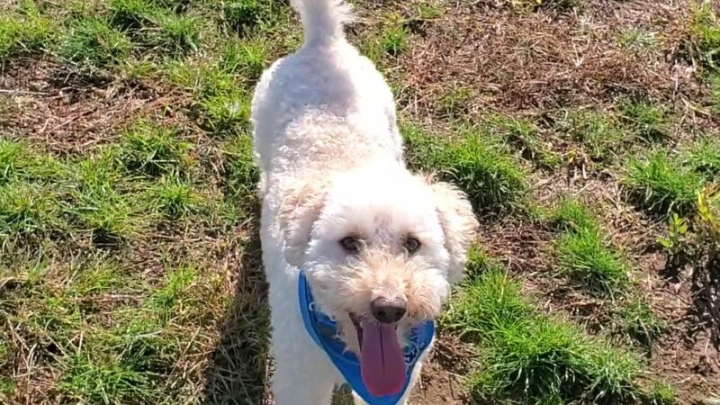 Scentral Bark Dog Park - Prairie du Sac, WI