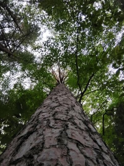 Pioneer Park - Prairie Farm, WI