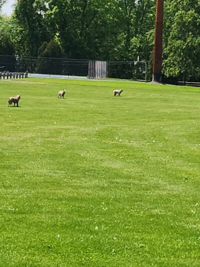 Preston Community Park - Preston, CT