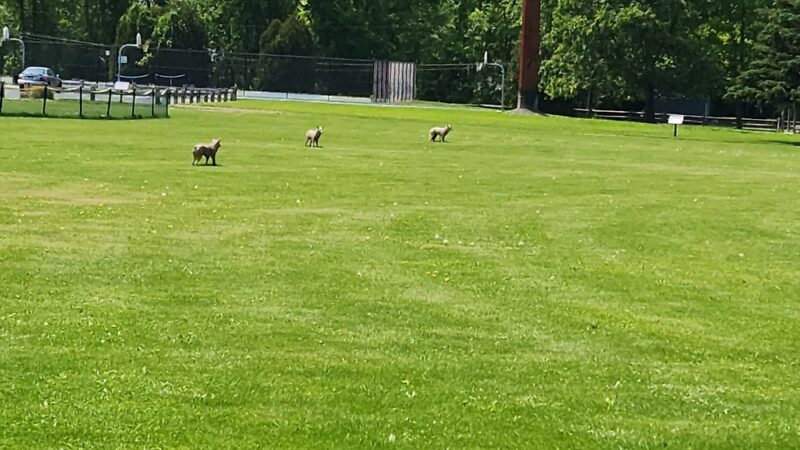 Preston Community Park - Preston, CT