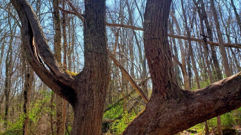 Tri Town Trail - Preston - Preston, CT