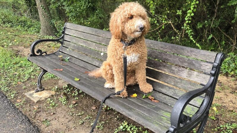 Boyd Margaret Shields, King Memorial Park - Prince Frederick, MD