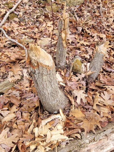 Mahoning Shadow Trail trailhead - Punxsutawney, PA