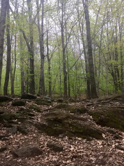Putney Mountain Trailhead - Putney, VT