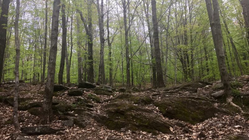 Putney Mountain Trailhead - Putney, VT