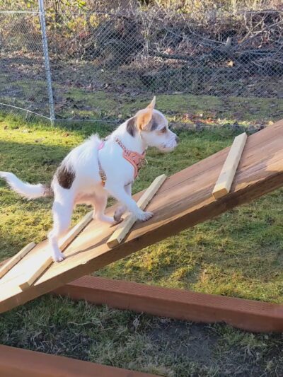 Sammy's Safe Spot, LLC - Puyallup, WA