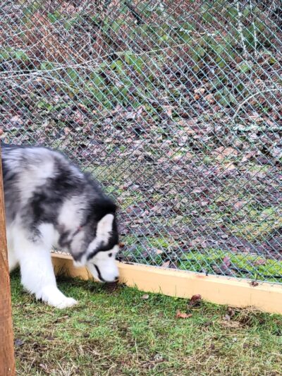 Sammy's Safe Spot, LLC - Puyallup, WA