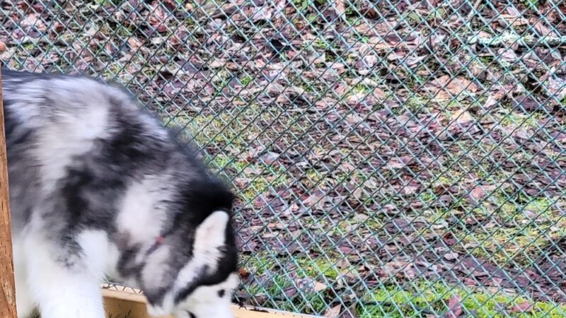 Sammy's Safe Spot, LLC - Puyallup, WA