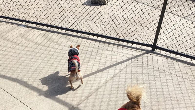 Sven Park - Queens, NY