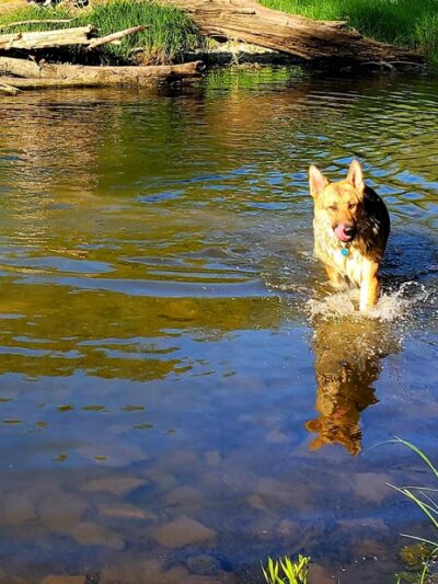 Caledonia Dog Park, Dog Beach Area 1 - Racine, WI