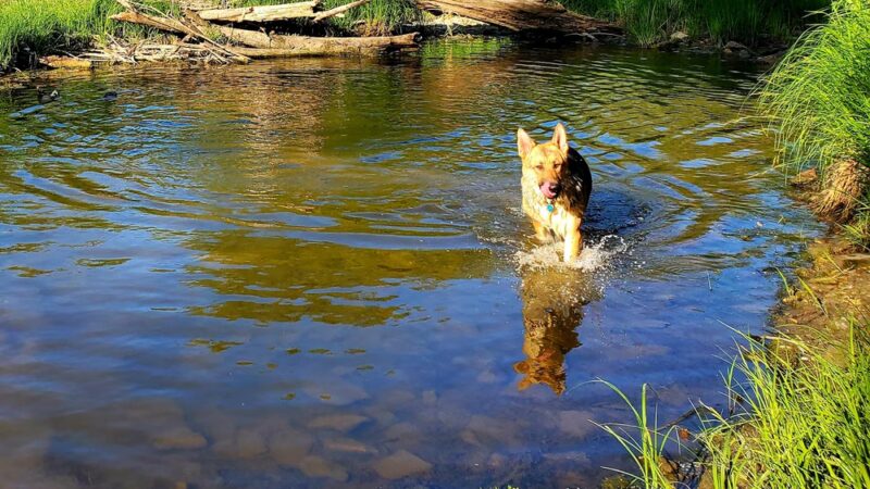 Caledonia Dog Park, Dog Beach Area 1 - Racine, WI