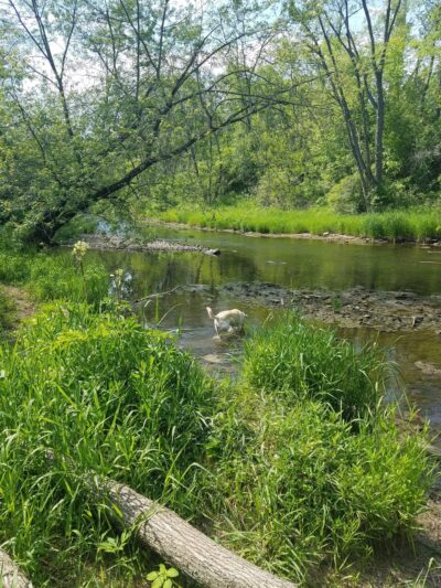Caledonia Dog Park, Dog Beach Area 1 - Racine, WI