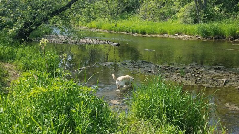 Caledonia Dog Park, Dog Beach Area 1 - Racine, WI