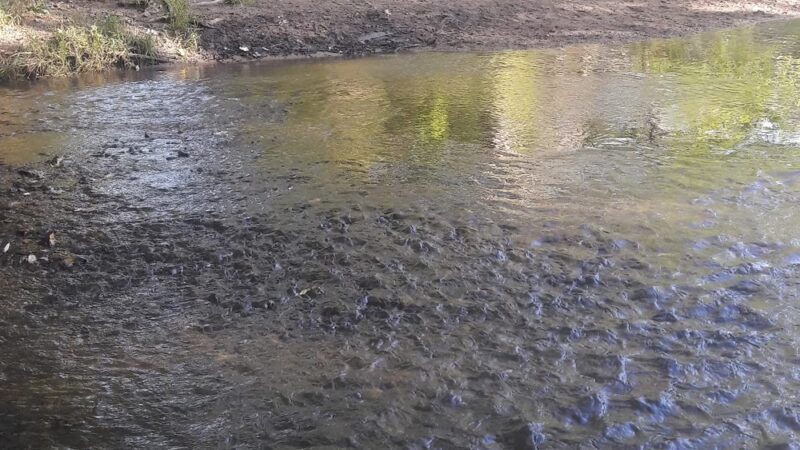 Caledonia Dog Park, Dog Beach Area 1 - Racine, WI