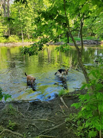 Caledonia Dog Park, Dog Beach Area 1 - Racine, WI