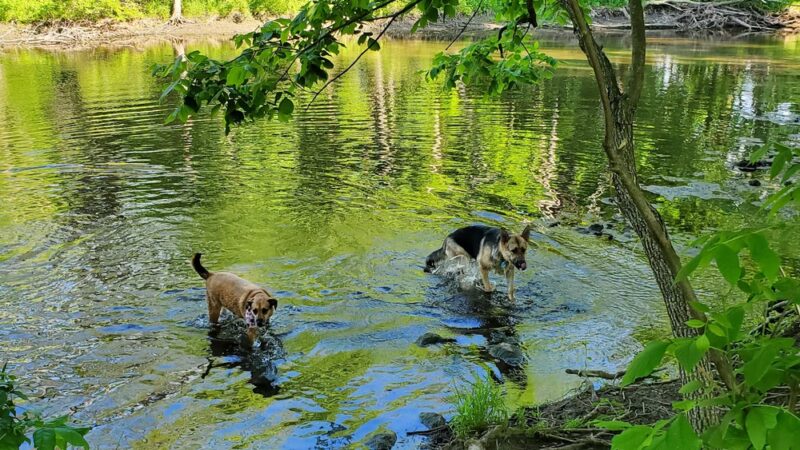 Caledonia Dog Park, Dog Beach Area 1 - Racine, WI