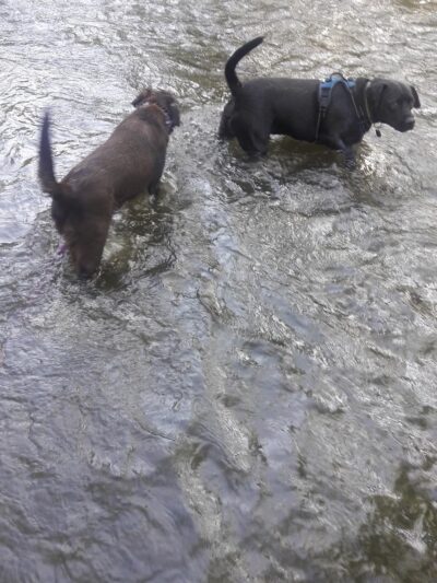 Caledonia Dog Park, Dog Beach Area 1 - Racine, WI