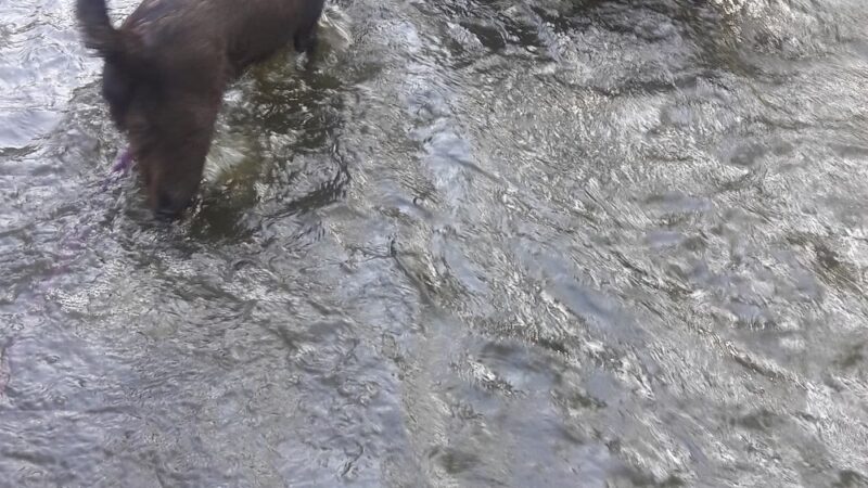 Caledonia Dog Park, Dog Beach Area 1 - Racine, WI