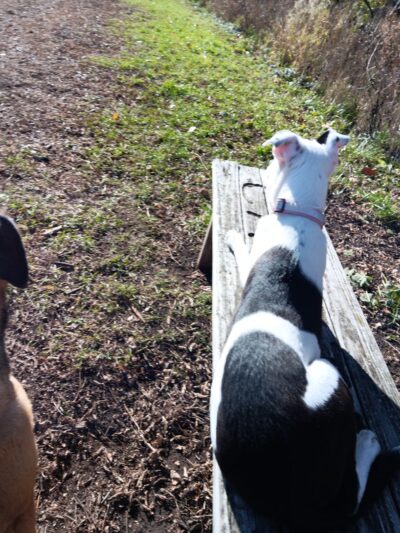 Caledonia Dog Park, Dog water Landing 1 - Racine, WI