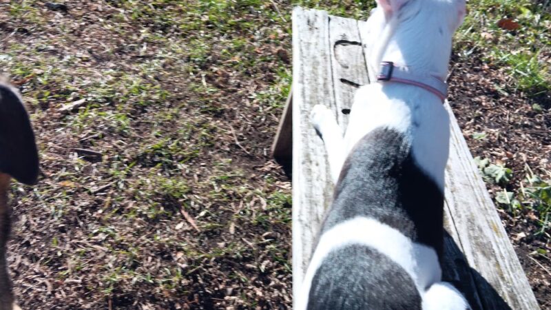 Caledonia Dog Park, Dog water Landing 1 - Racine, WI