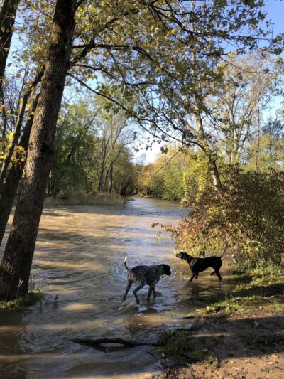 Caledonia Dog Park, dog water landing 2 - Racine, WI