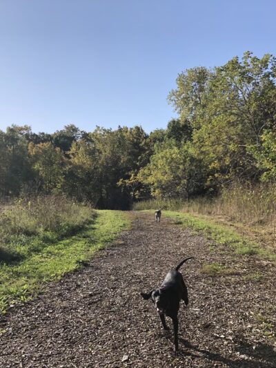 Caledonia Dog Park, dog water landing 2 - Racine, WI