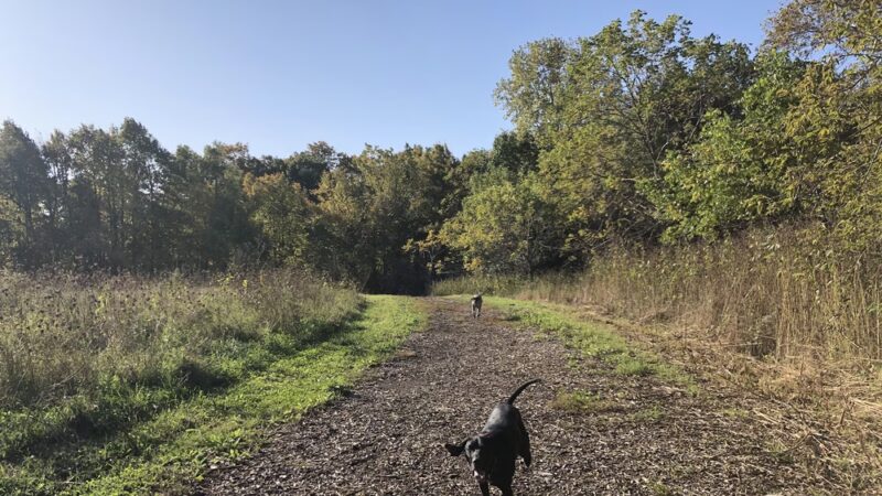 Caledonia Dog Park, dog water landing 2 - Racine, WI