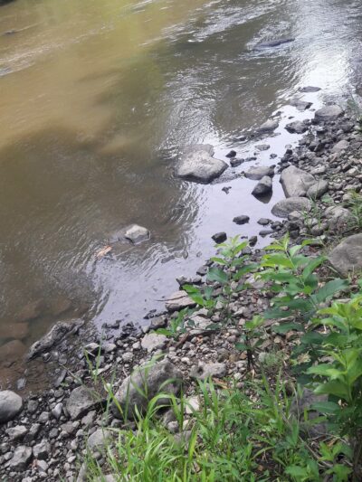 Caledonia Dog Park, dog water landing 2 - Racine, WI