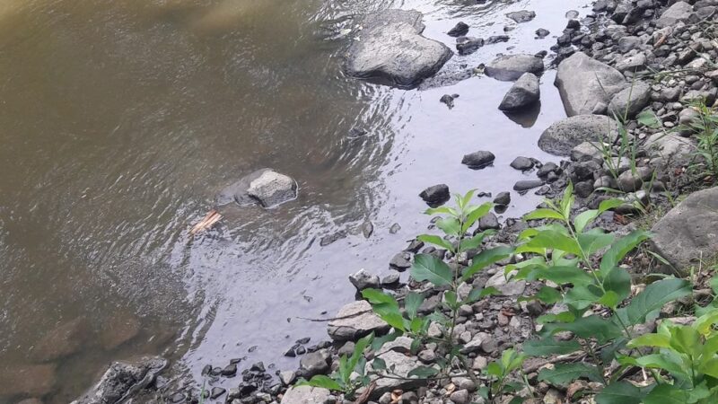 Caledonia Dog Park, dog water landing 2 - Racine, WI