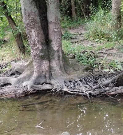 Caledonia Dog Park, dog water landing 2 - Racine, WI