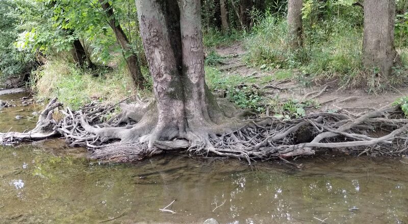 Caledonia Dog Park, dog water landing 2 - Racine, WI