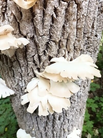 Caledonia Dog Park, dog water landing 2 - Racine, WI