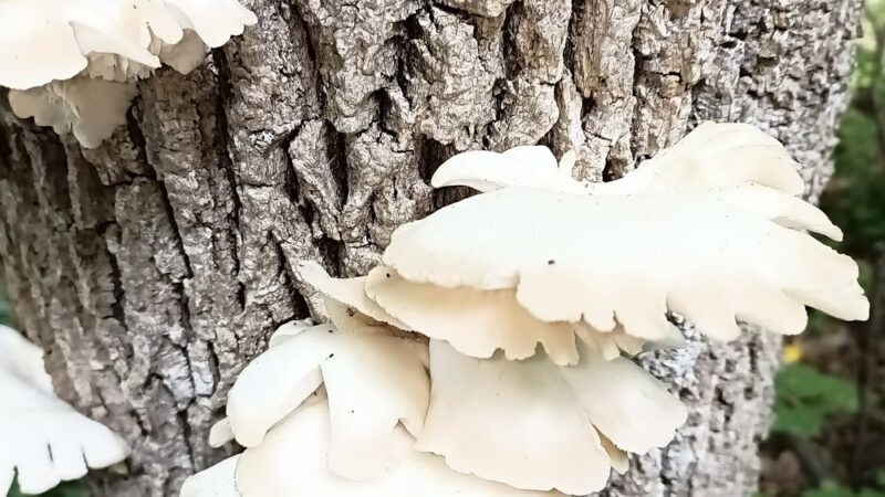 Caledonia Dog Park, dog water landing 2 - Racine, WI