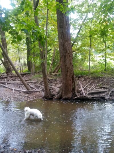 Caledonia Dog Park, Pond - Racine, WI