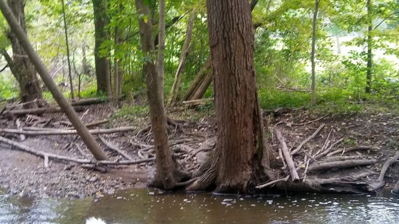 Caledonia Dog Park, Pond - Racine, WI