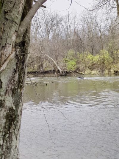 Caledonia Dog Park, Pond - Racine, WI