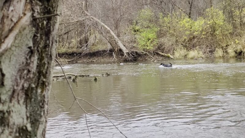 Caledonia Dog Park, Pond - Racine, WI
