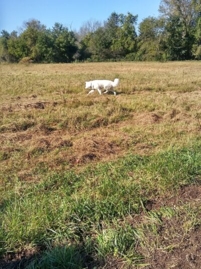 Caledonia Dog Park, Pond - Racine, WI