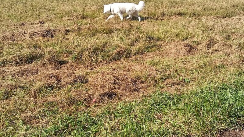 Caledonia Dog Park, Pond - Racine, WI