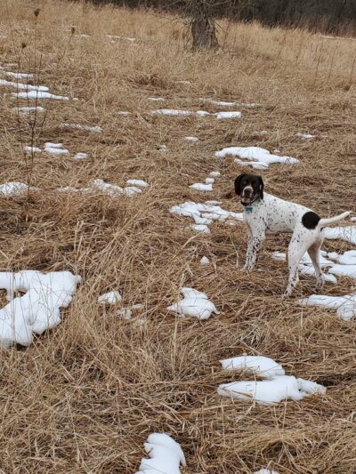 Caledonia Dog Park, Pond - Racine, WI