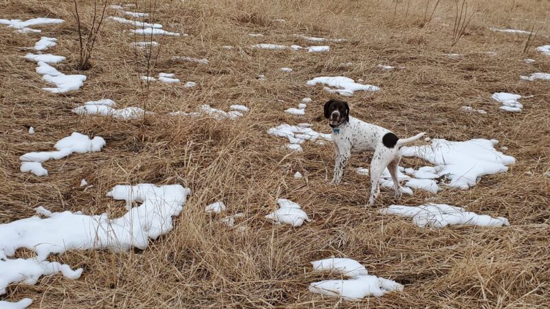Caledonia Dog Park, Pond - Racine, WI