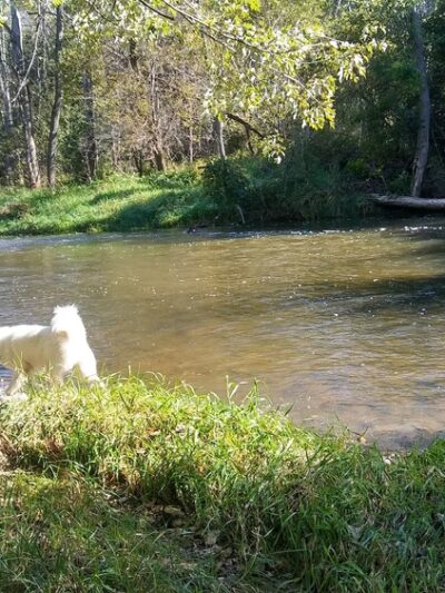 Caledonia Dog Park, Pond - Racine, WI