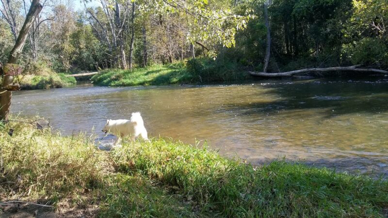 Caledonia Dog Park, Pond - Racine, WI