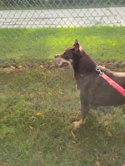 Karen A. Nelson Memorial Dog Park - Racine, WI