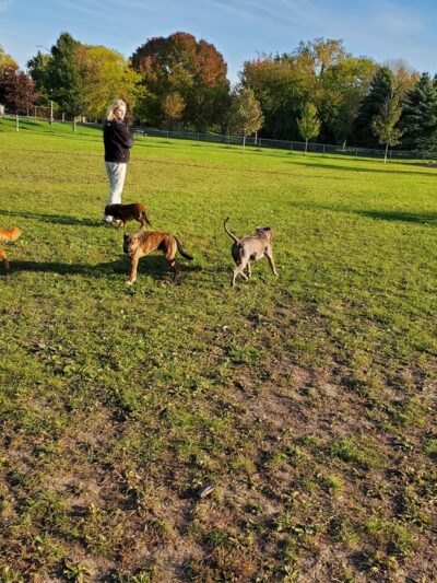 Karen A. Nelson Memorial Dog Park - Racine, WI
