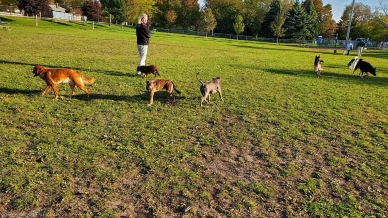 Karen A. Nelson Memorial Dog Park - Racine, WI
