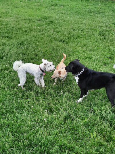 Karen A. Nelson Memorial Dog Park - Racine, WI