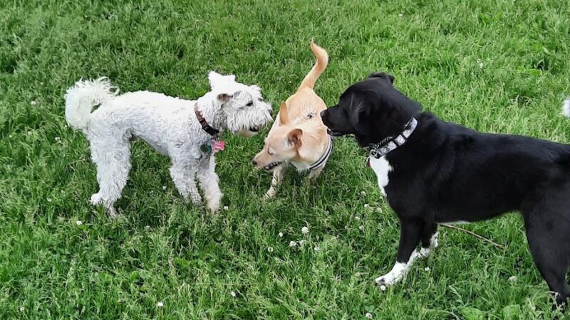 Karen A. Nelson Memorial Dog Park - Racine, WI